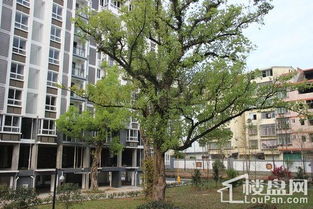 南平武夷山樟树园108树效果图 实景图 样板间 南平楼盘网